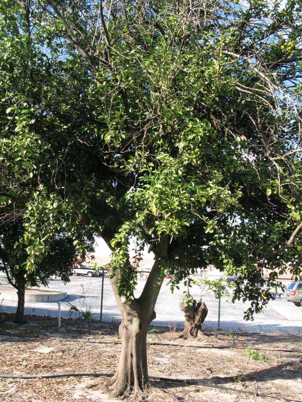              Habit (Winter Haven, FL)       